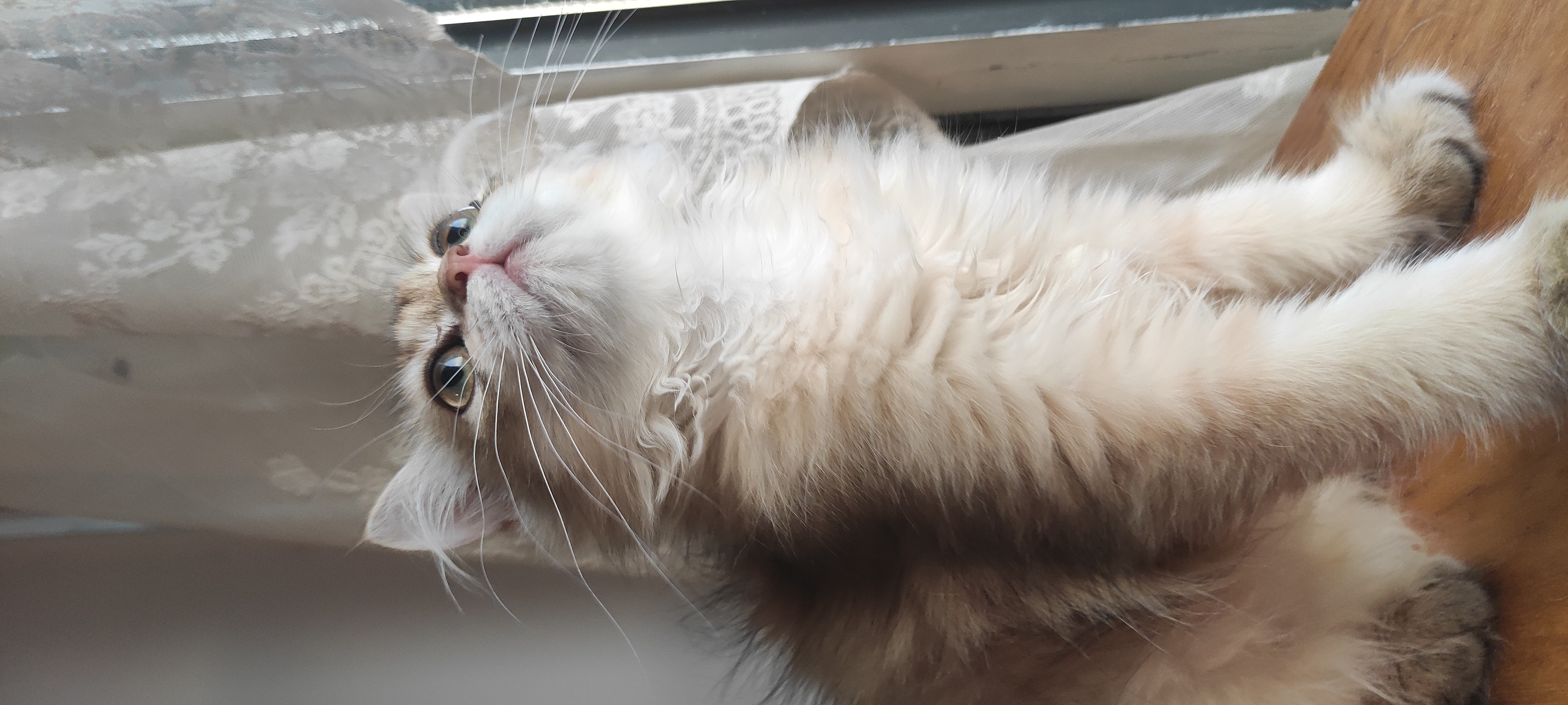 小猪，金渐层弟弟，2针疫苗